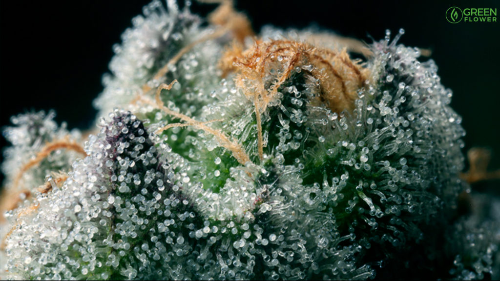 magnified view of cannabis terpenes on a live plant
