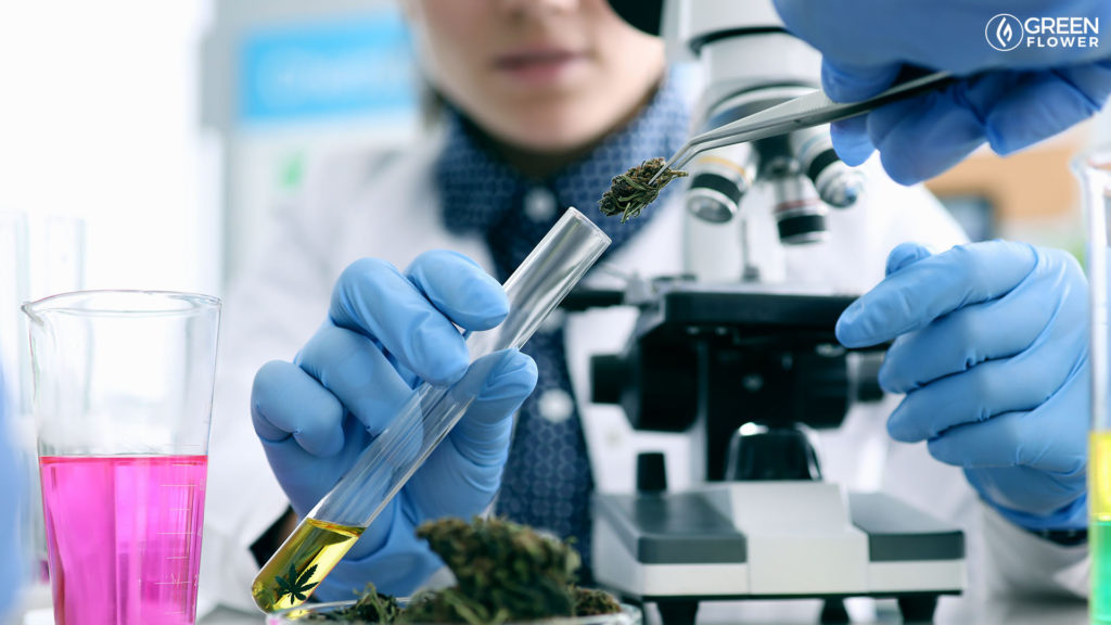 scientist placing cannabis in a test tube