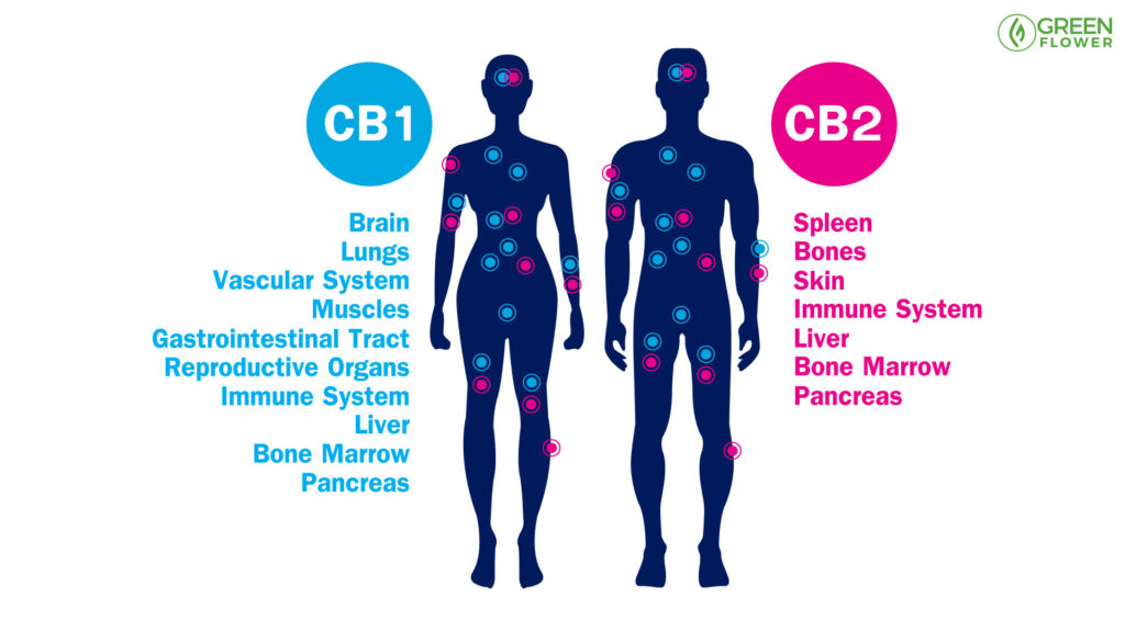 CB1 CB2 receptor sites making up endocannabinoid system