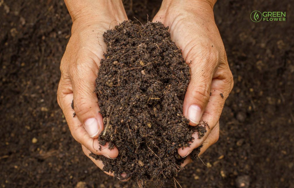 Best soil for growing marijuana outside