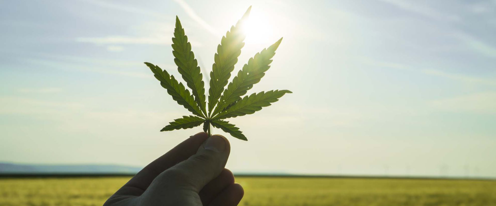 hand holding cannabis leaf