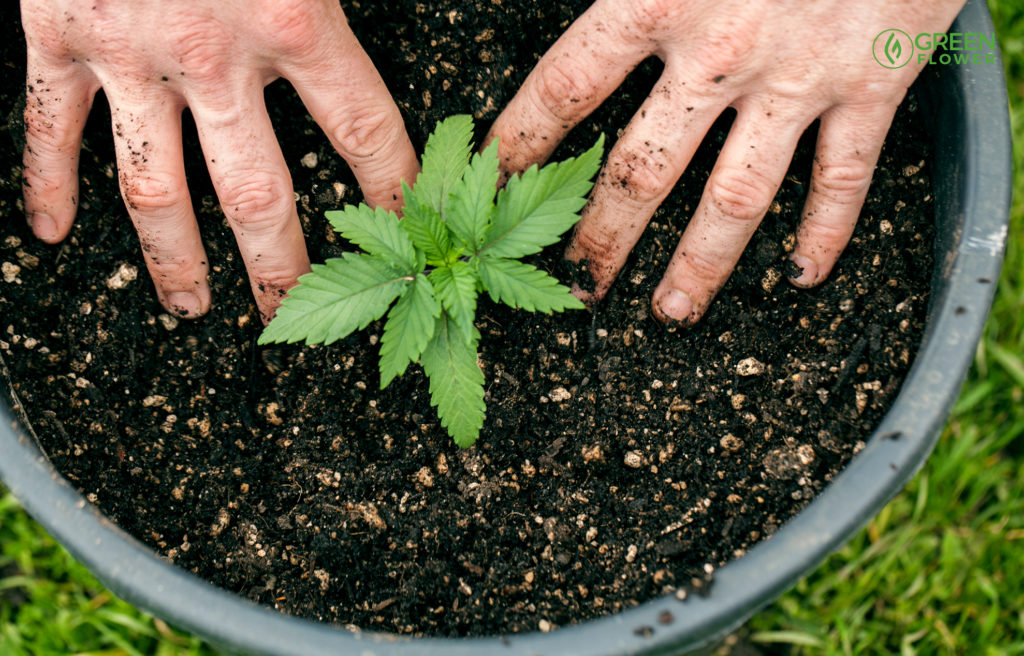 hands in the dirt with a young cannabis plant in a pot