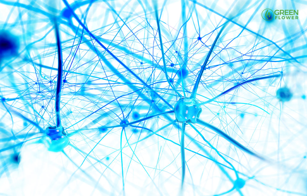 neurons in the human brain
