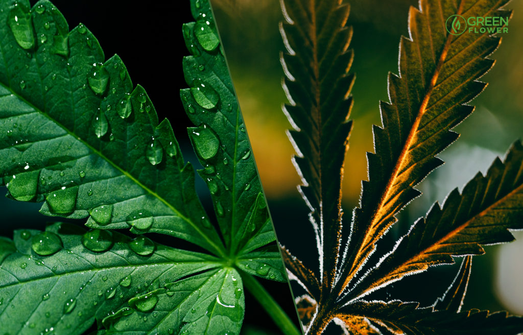 cannabis leaves