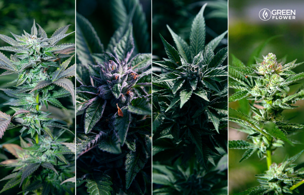 4 live cannabis plants with flowers