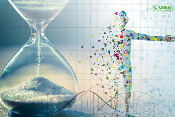 Should You Add a Little THC to Your CBD? | Green Flower News