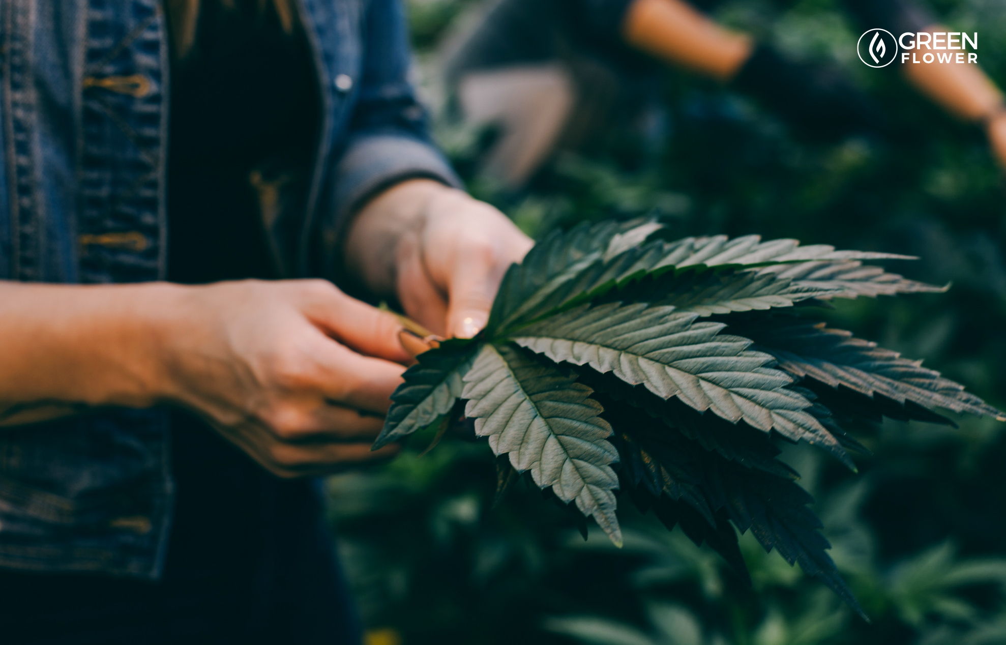 How To Prune Your Cannabis Plants | Green Flower News