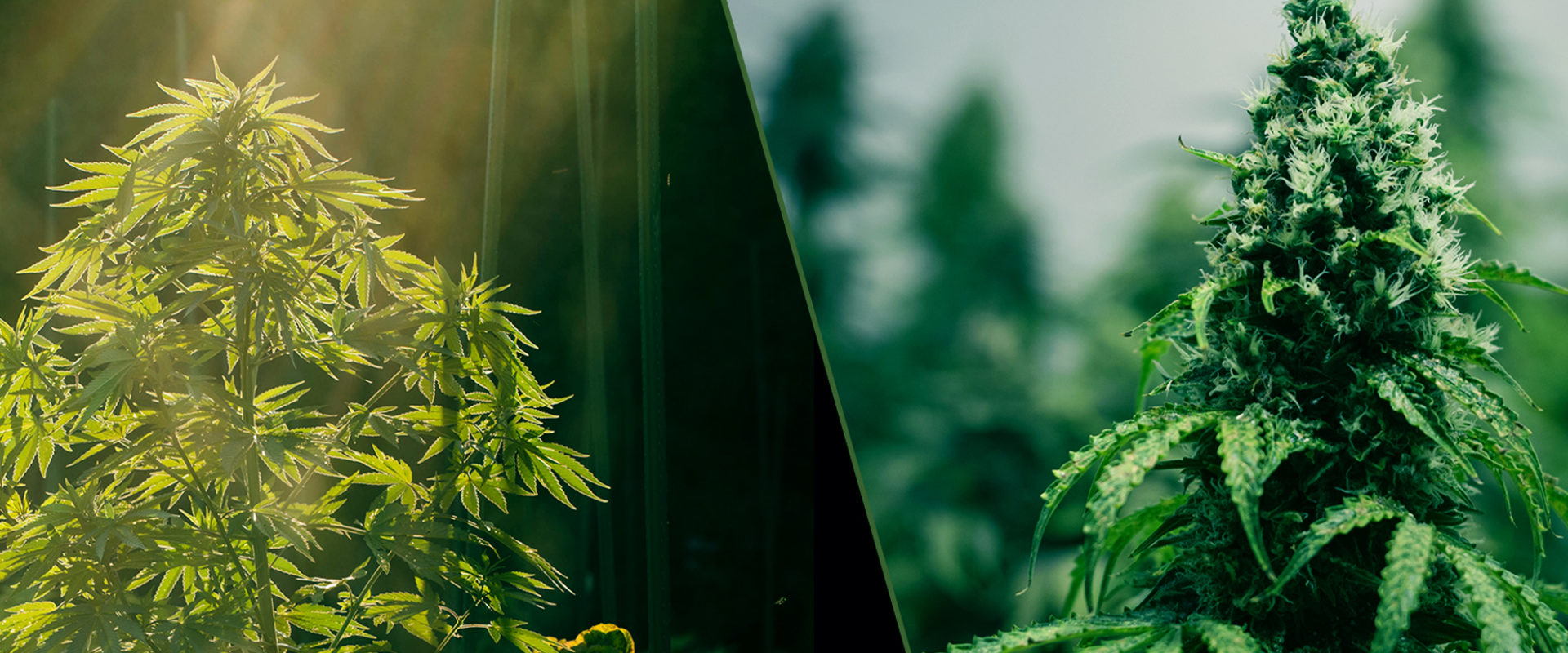indoor and outdoor cannabis plants