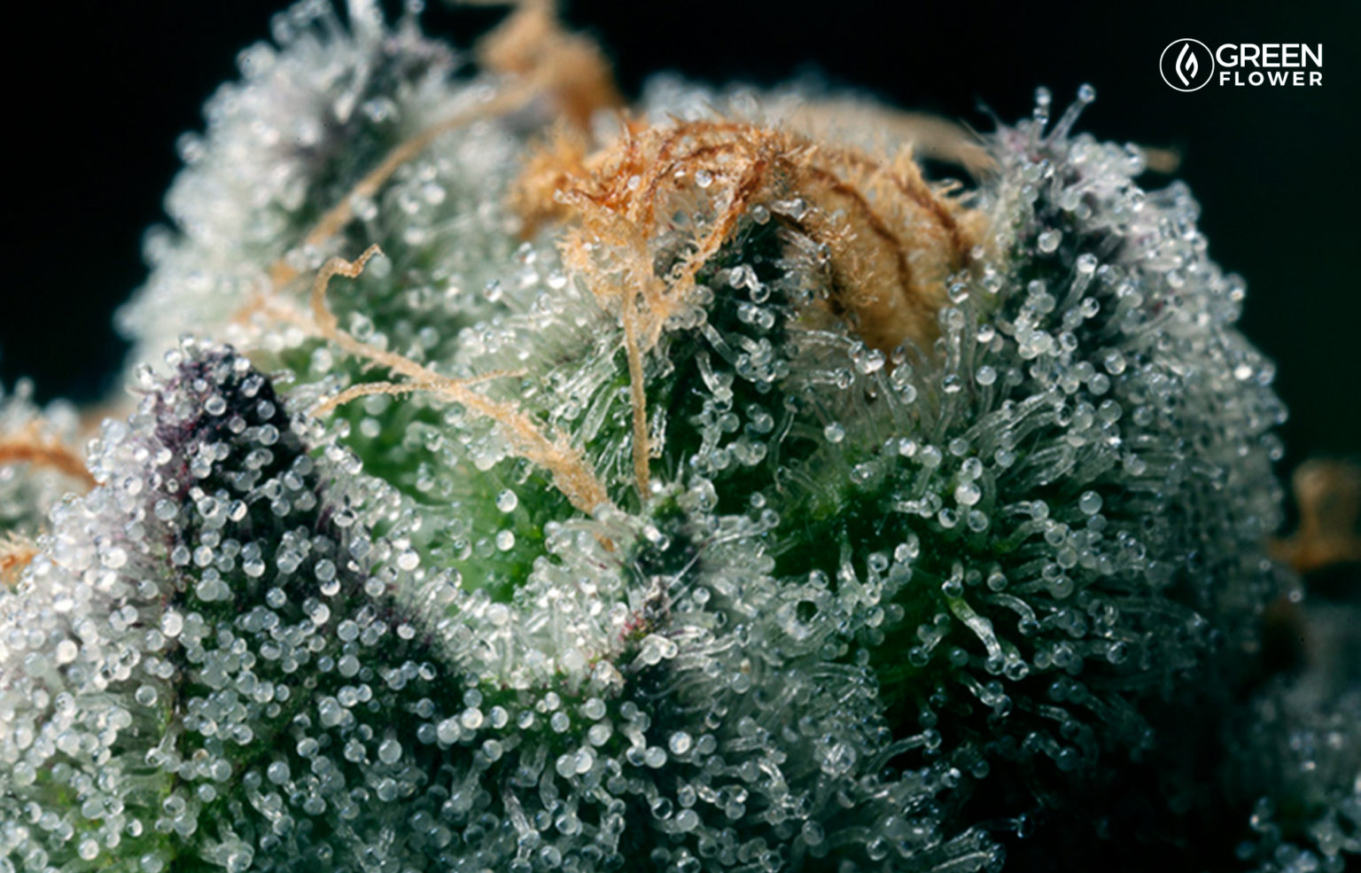 When's The Best Time To Harvest Your Cannabis? | Green Flower News