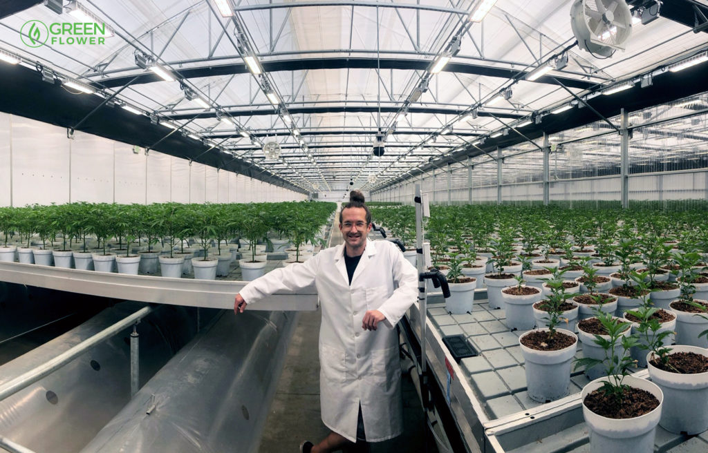 Cultivation director steve counsil with is cannabis plants