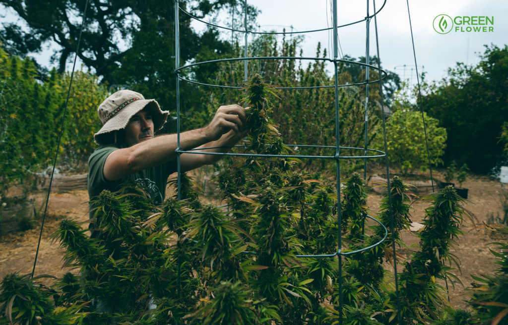 大麻栽培彼の屋外農場で大きな芽を固定する