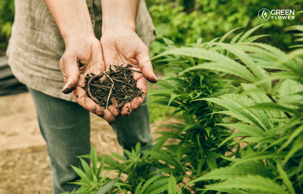 woman holding cannabis garden soil with worms