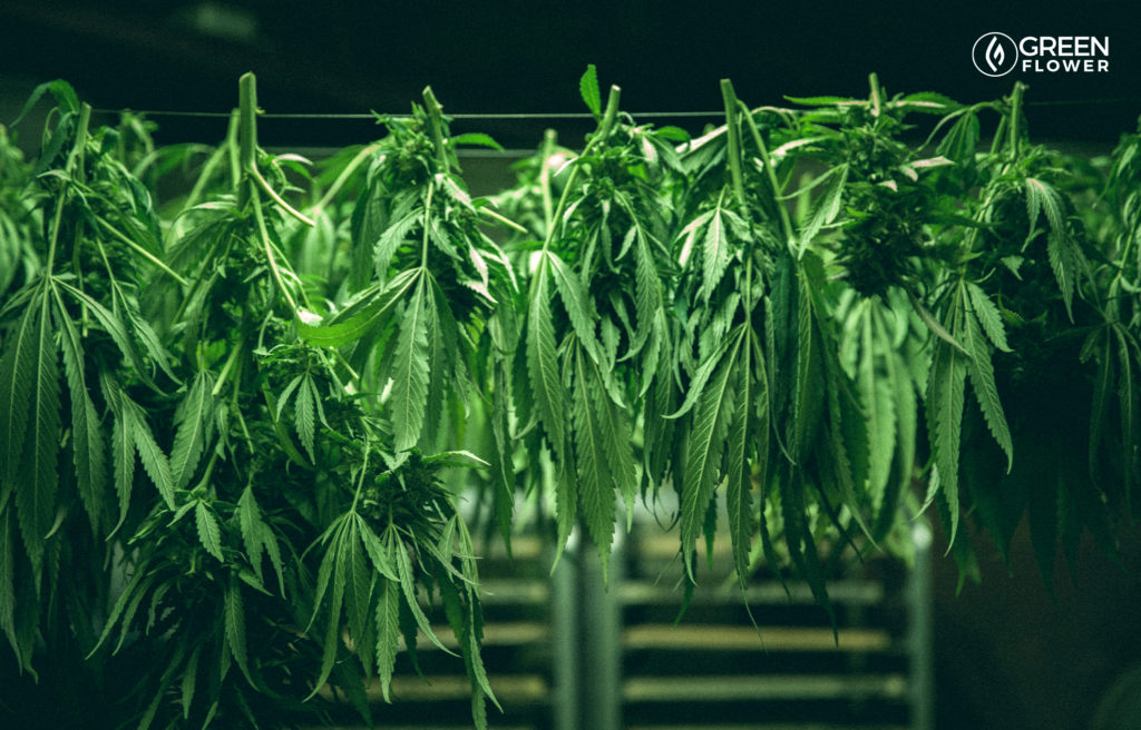 cannabis curing after harvest