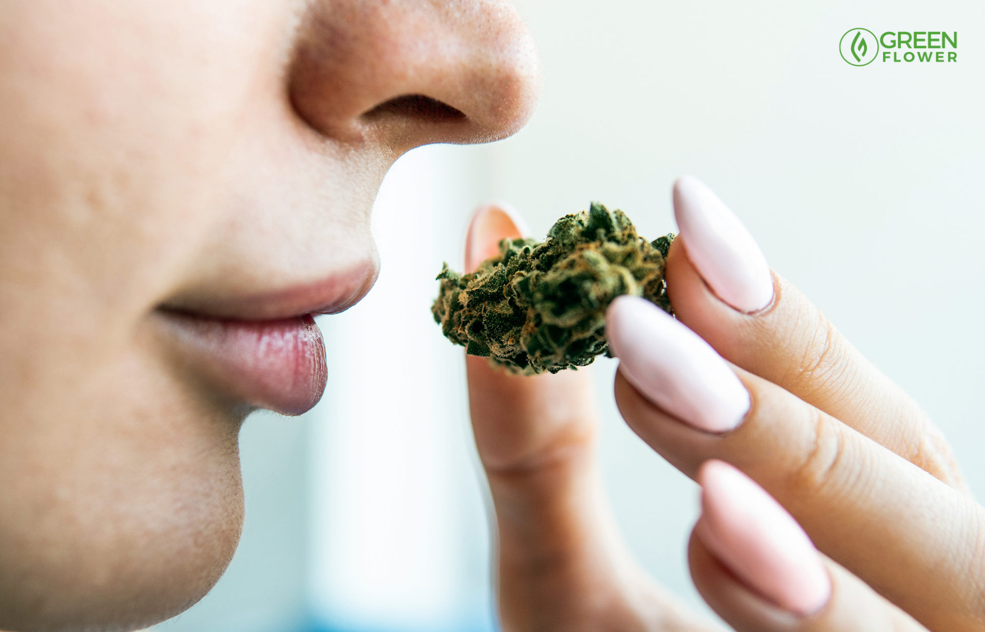 Cannabis Connoisseur How To Judge Flower Green Flower News