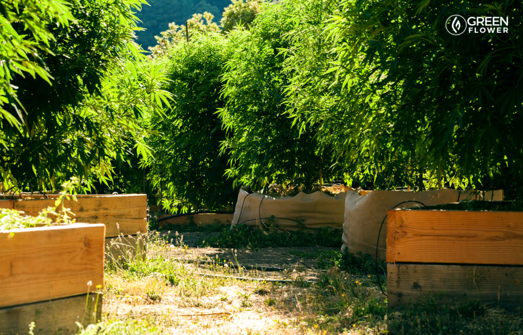 growing cannabis outdoors with raised beds and fiber pots