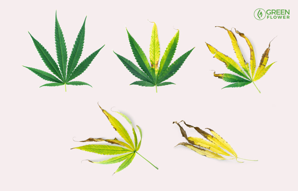 cannabis plant leaves with nutrient deficiencies