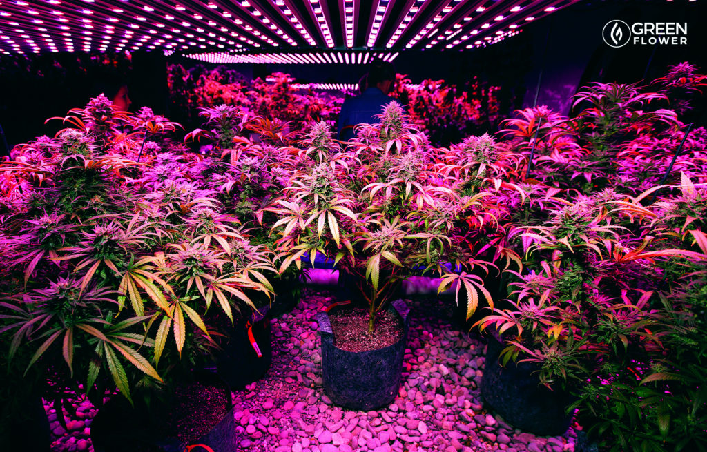 indoor cannabis grow lights