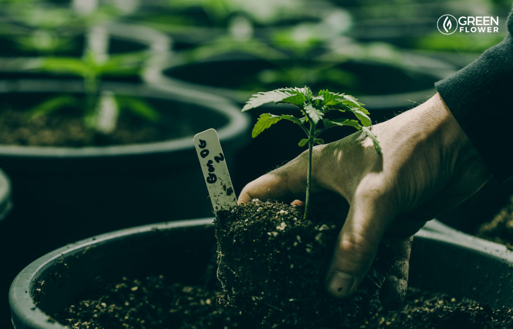 planting cannabis in garden