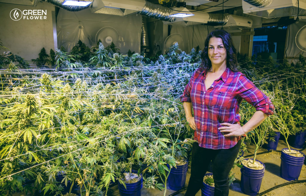 indoor cannabis grow with female cultivator