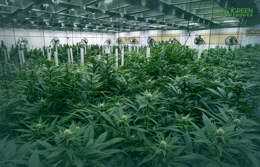 marijuana indoor grow