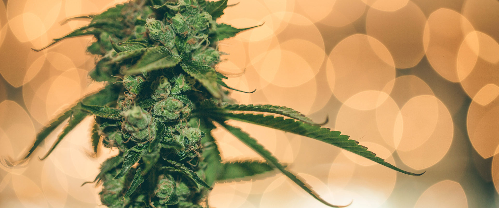 cannabis flower in front of lights