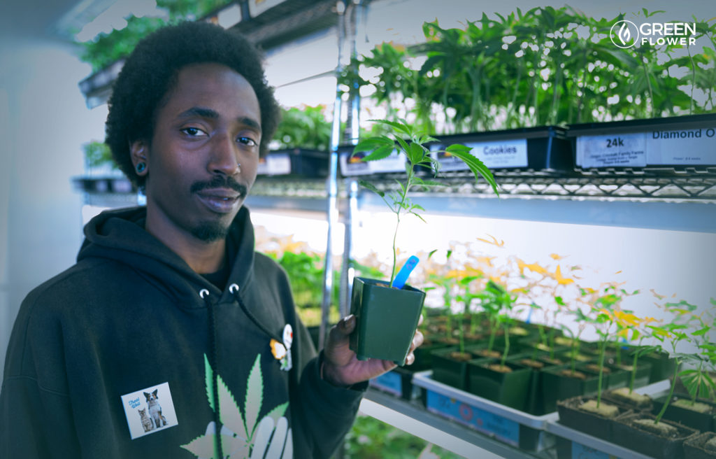 man with cannabis clones