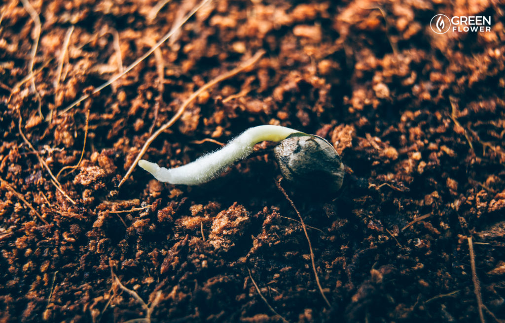 cannabis seeds with taproot