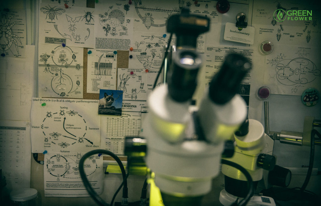 microscope with lab notes on the walls to prep for cannabis pest control 