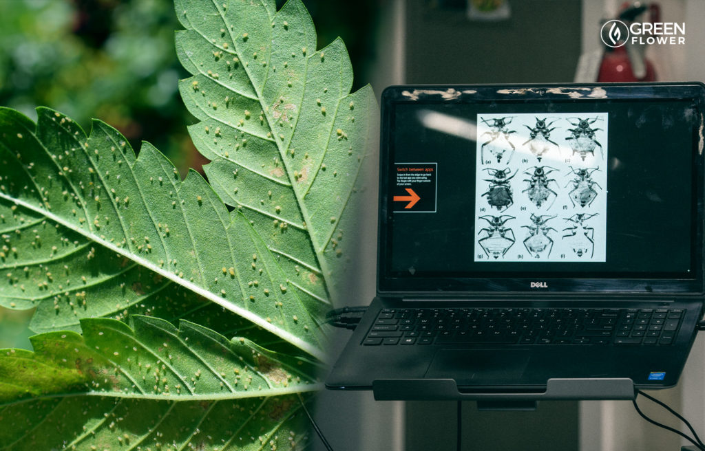 root aphids on cannabis plant and computer screen