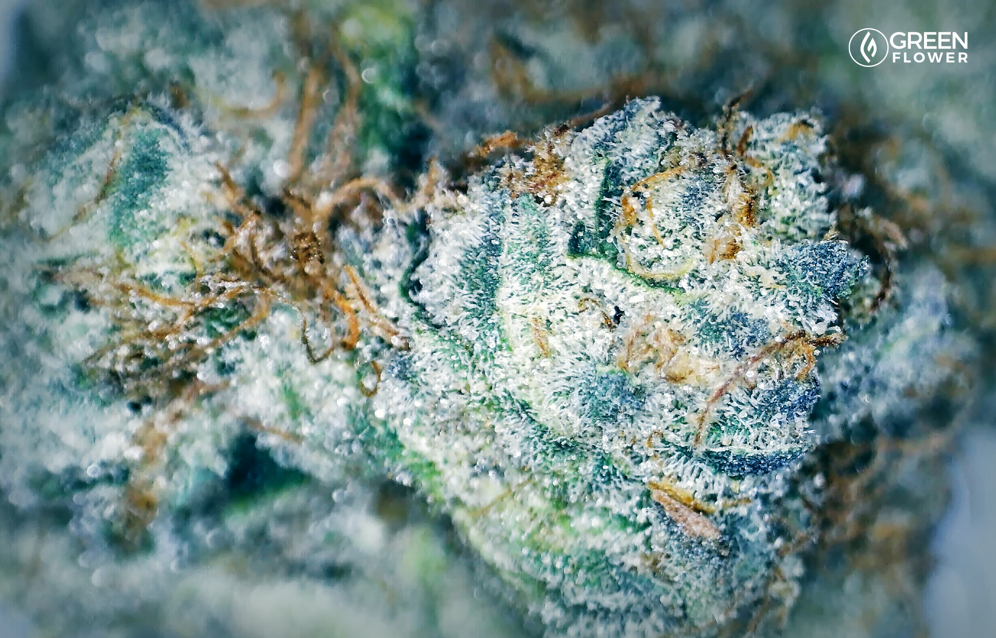 What Is The Wedding Cake Strain? | Green Flower News